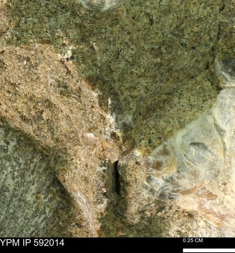 undet. Bivalvia