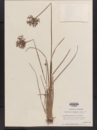 Fimbristylis