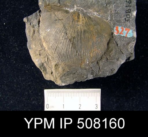 Strophomena radiata