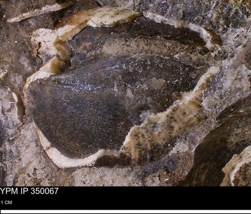 undet. Bivalvia