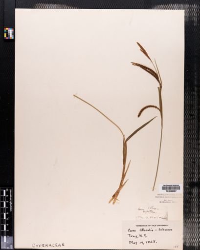 Carex barrattii