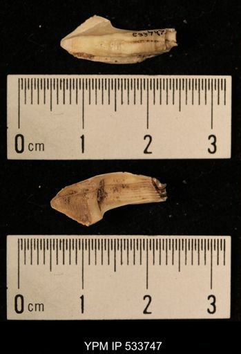 Balanus crenatus