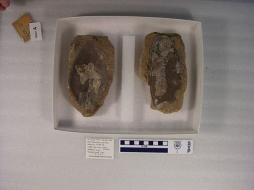 Asterolepis maximus
