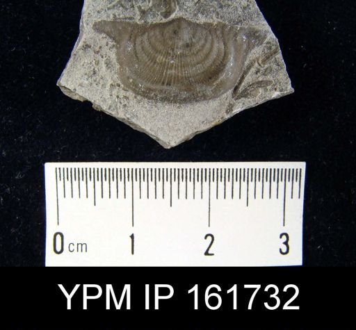 Leptaena rhomboidalis