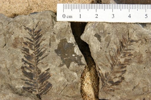 Elatocladus gracilis