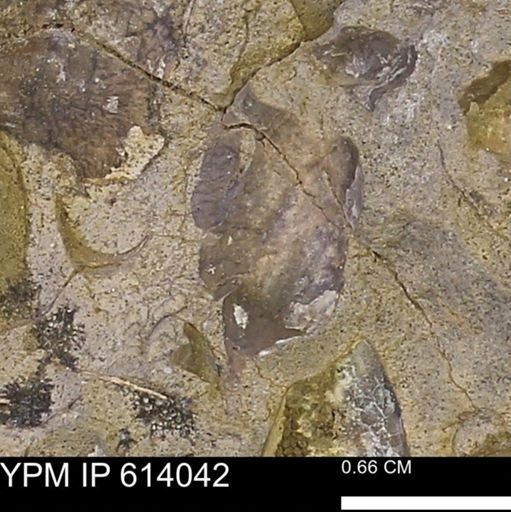 undet. Mollusca