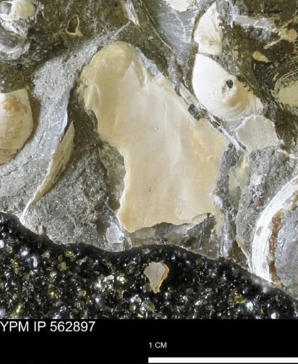 undet. Mollusca