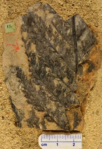 Sphenopteris sciuperiana