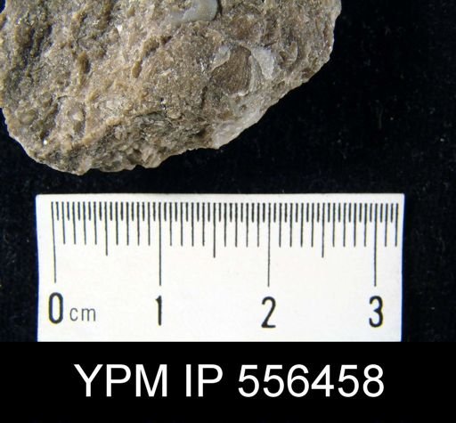 Chonetes scitulus
