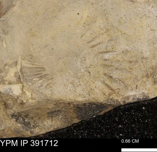 Scaphites sp.