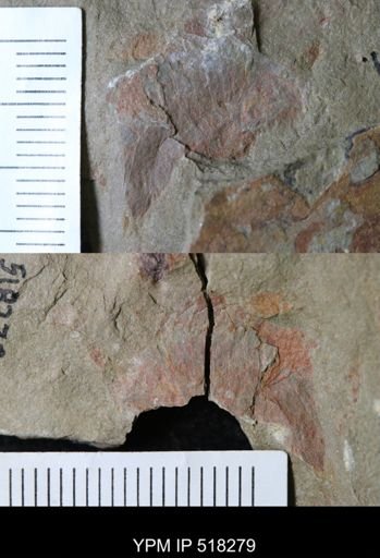 Thelxiope sp.