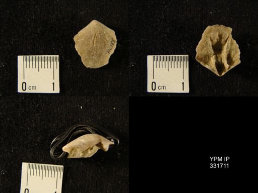 undet. Pentamerida