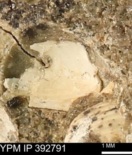 undet. Bivalvia