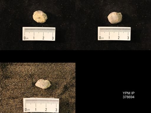 Marginifera wabashensis