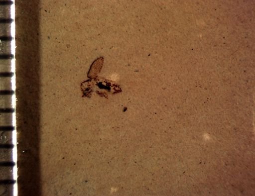 undet. Curculionidae