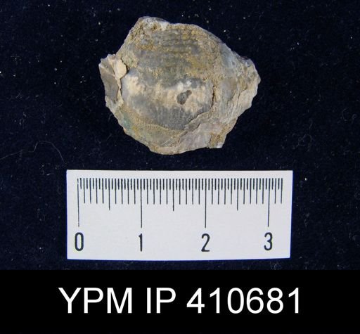 Devonochonetes sp.
