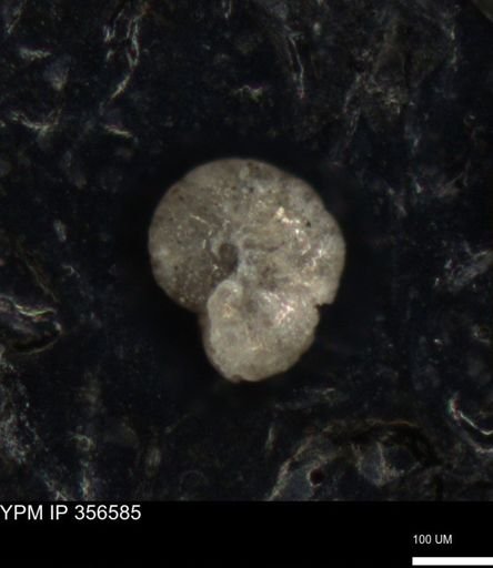 undet. Foraminiferida