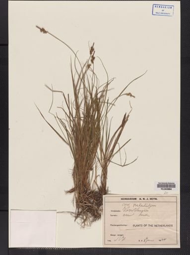 Carex