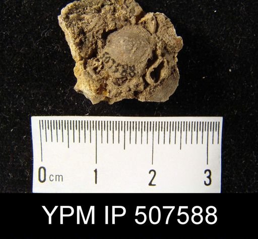 Crania sp.