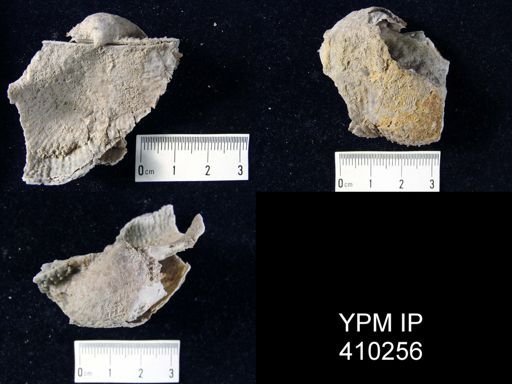 Dictyoclostus bassi