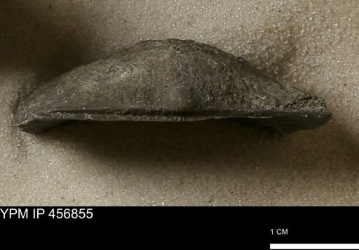 Stropheodonta sp.