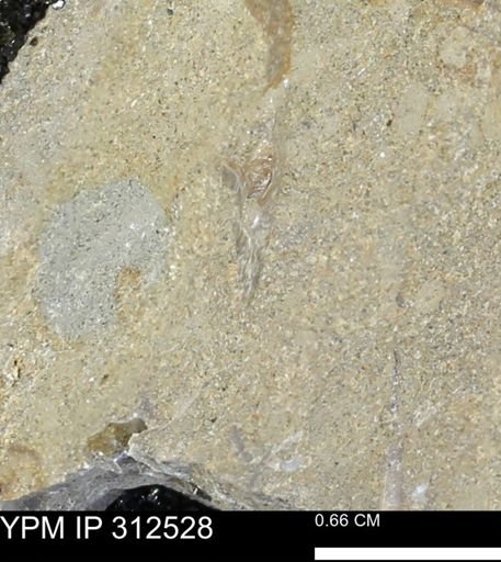 undet. Mollusca