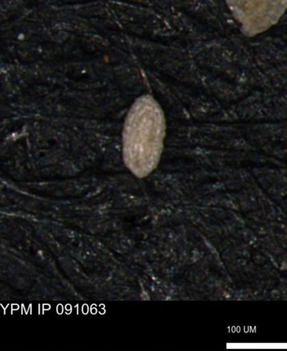 Spirolocammina planula