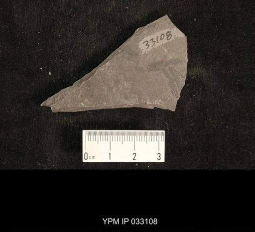 Mormolucoides articulatus