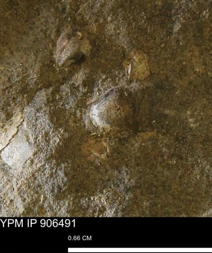 undet. Bivalvia