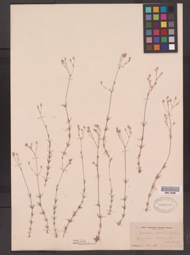 Arenaria stricta