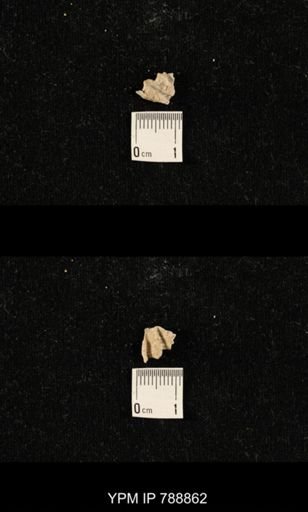 undet. Brachiopoda