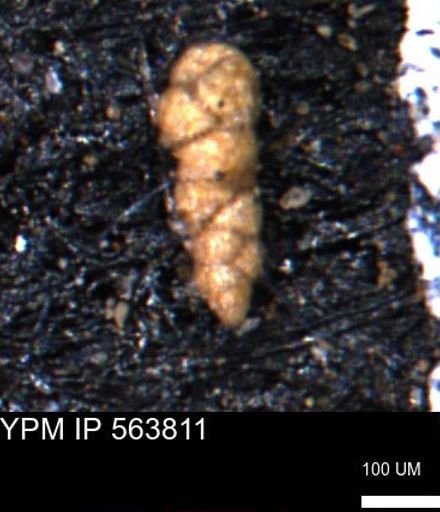 Verneuilinoides kansasensis