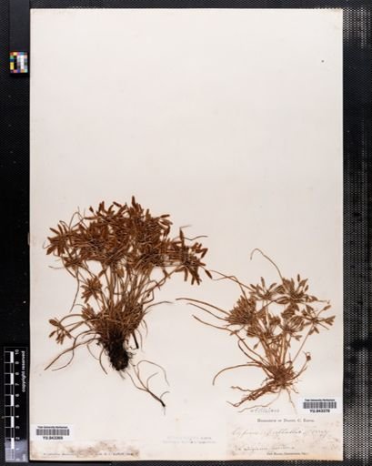 Plantae