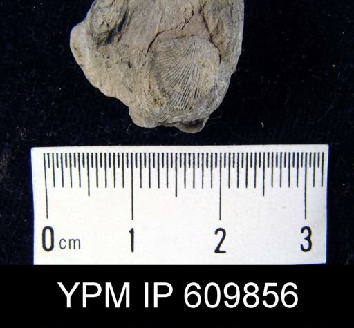 Rhipidomella oblata