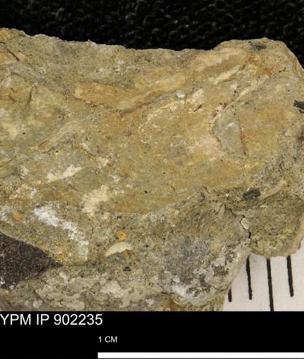 undet. Mollusca