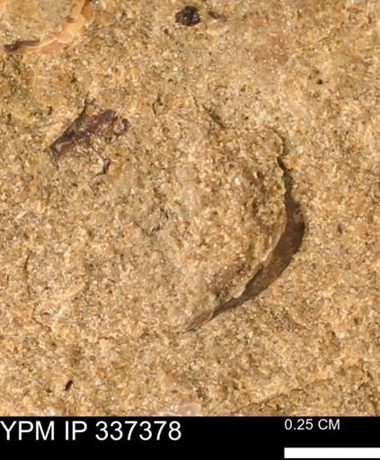 undet. Mollusca