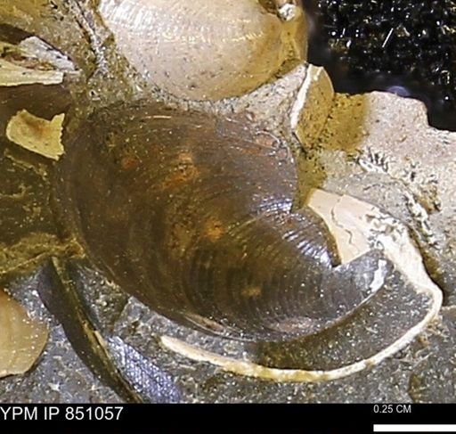 Limopsis striatopunctatus