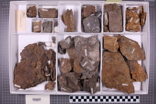 mixed taxa, stratigraphic collection