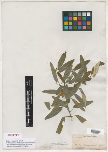 Croton yunquensis