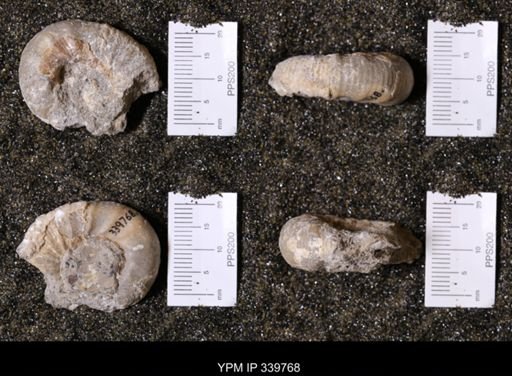 Scaphites whitfieldi