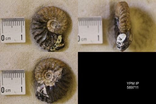 Jeletzkytes nebrascensis