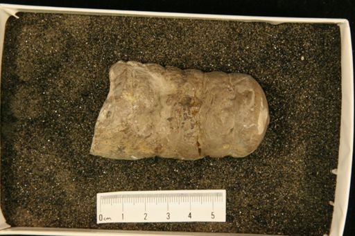 Protokionoceras anticostiense
