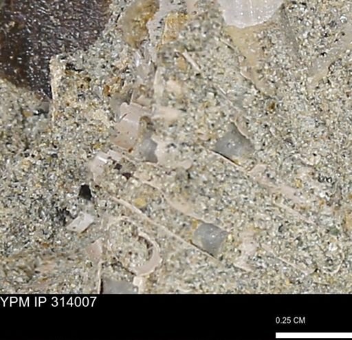 undet. Scaphopoda