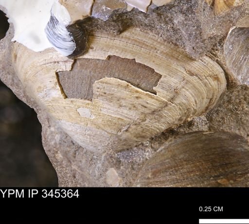Limopsis striatopunctatus