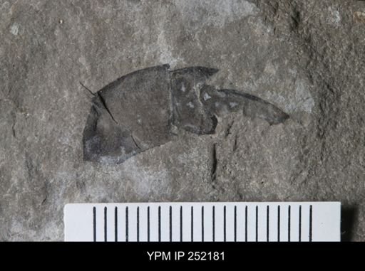 undet. Eurypterida
