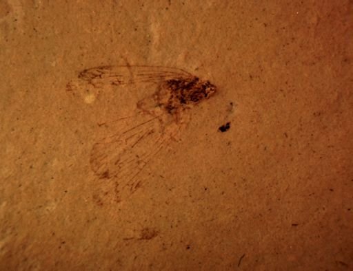 undet. Auchenorrhyncha