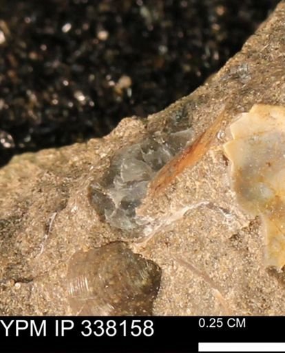 undet. Bivalvia