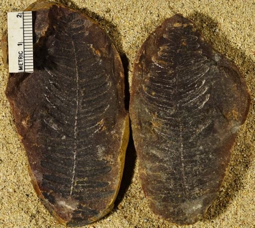 Pecopteris