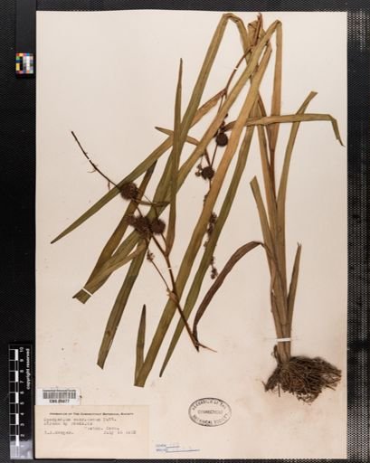 Sparganium americanum