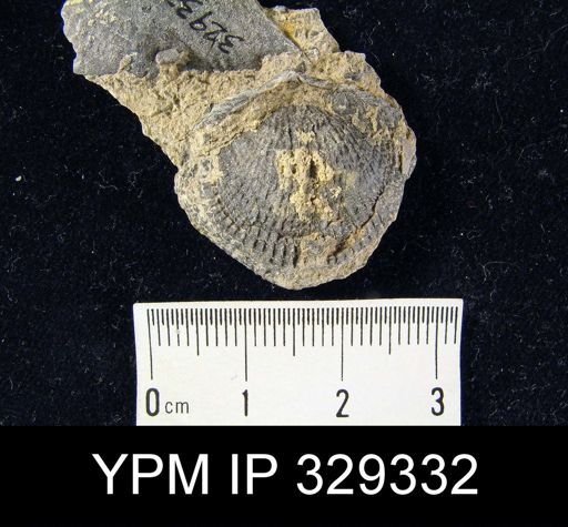 undet. Atrypidae